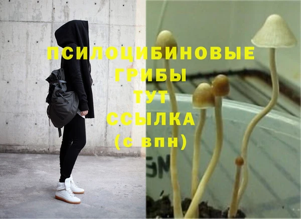 apvp Арсеньев