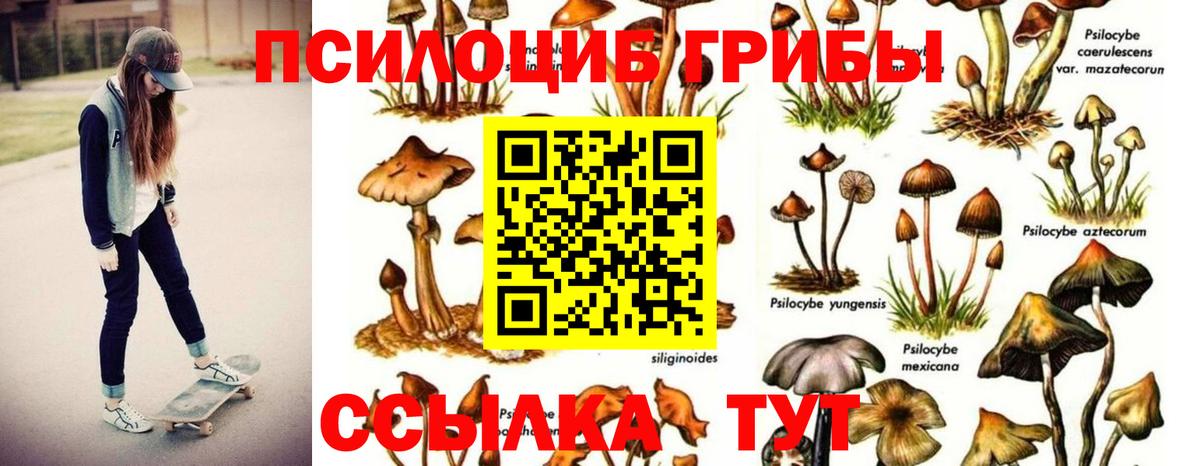 Галлюциногенные грибы мухоморы  Вход с VPN  Сегежа  купить закладку  Галлюциногенные грибы Psilocybine cubensis 